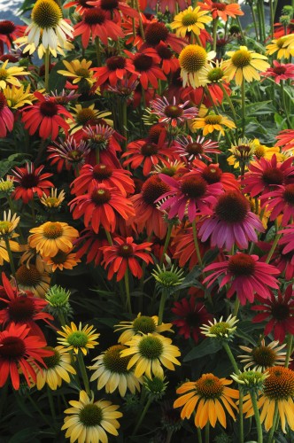 32900-1-Echinacea_hybride_Cheyenne_Spirit-4.jpg