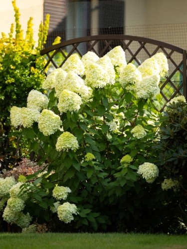 Hortensja Lime Light.jpg