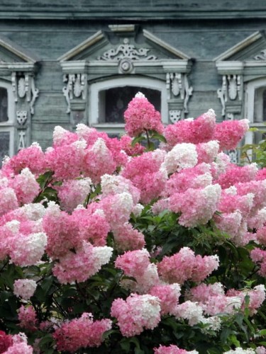 Hortensja Vanilla Fraise.jpg