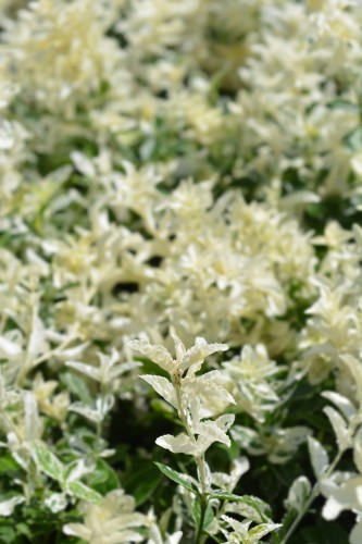 shutterstock_1438941899 (1).jpg