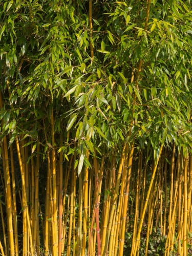 Bambus Spectabilis.jpg