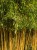Bambus Spectabilis.jpg