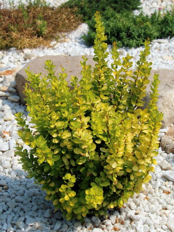 Berberys Sunbeam.jpg