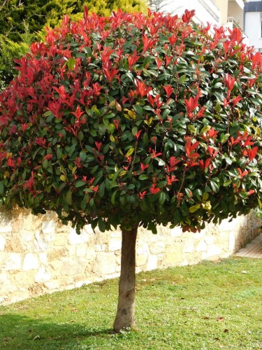 Głogownik Red Robin.jpg