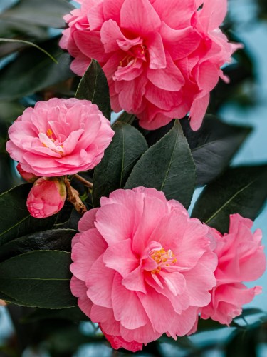 Kamelia wiosenna Spring Festival.jpg