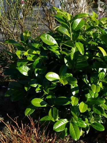 Laurowiśnia Etna szczepiona na pniu.jpg