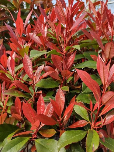 Photinia Chico szczepiona na pniu głogownik.jpg