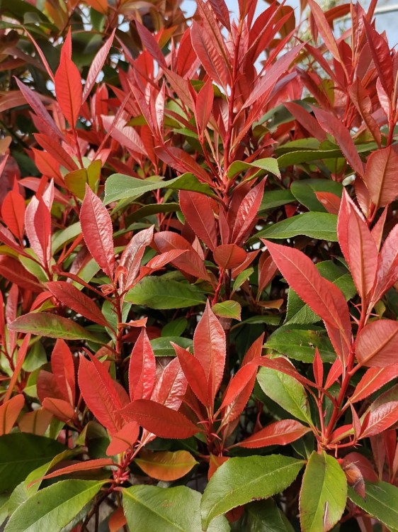 Photinia Chico szczepiona na pniu głogownik.jpg