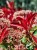 Photinia fraseri Little Red Robin głogownik.jpg