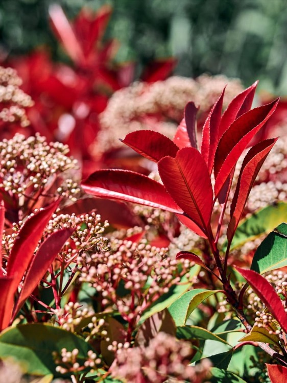 Photinia fraseri Little Red Robin głogownik.jpg