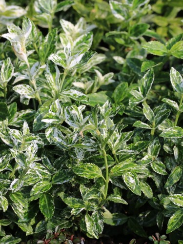 Trzmielina Fortunea Harlequin.jpg