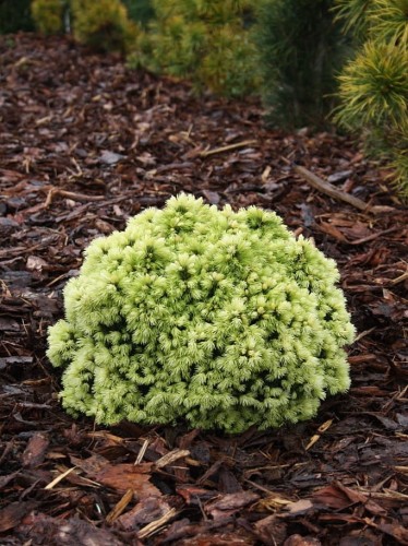 Świerk Dendrofarma Gold.jpg