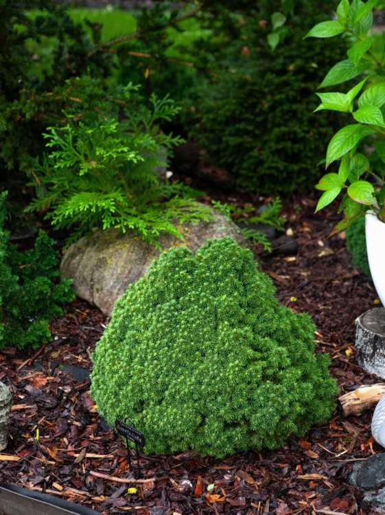 Świerk biały Alberta Globe.jpg