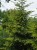 Świerk kaukaski Aureospicata Picea orientalis.jpg