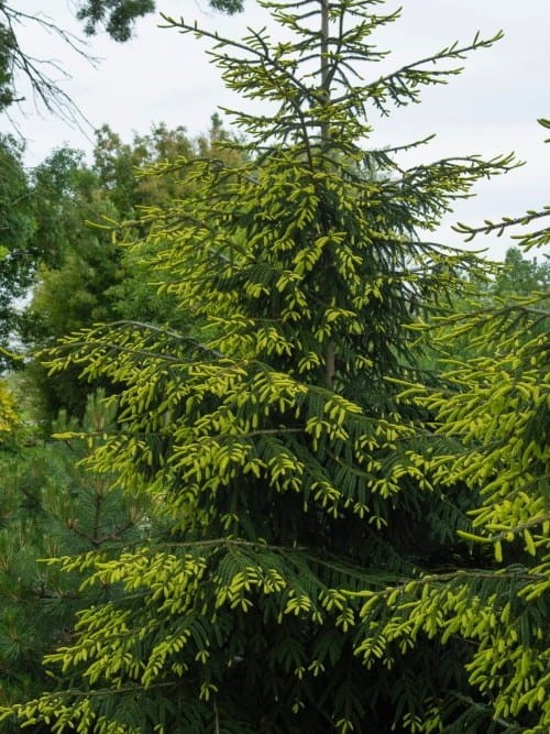Świerk kaukaski Aureospicata Picea orientalis.jpg